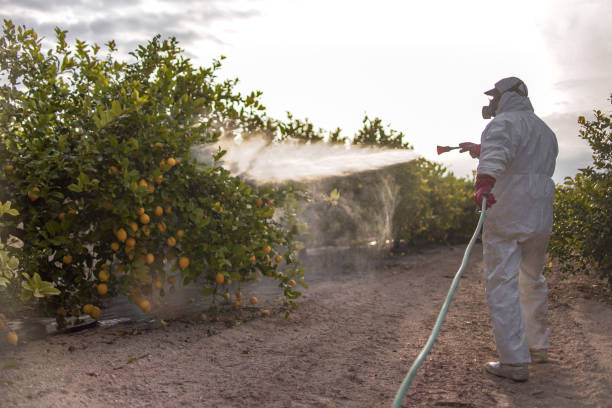 Trusted Sonora, TX Pest Control Experts
